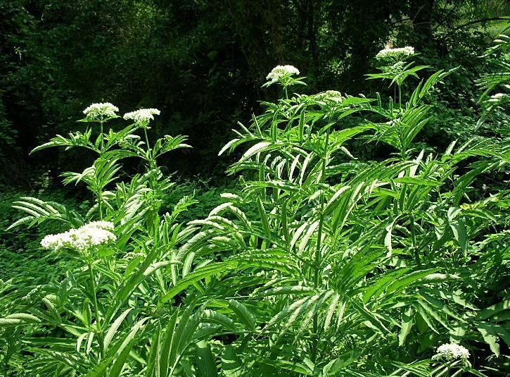 Sambucus ebulus / Sambuco lebbio